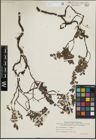 Foto von Salix herbacea L. x Salix repens L.